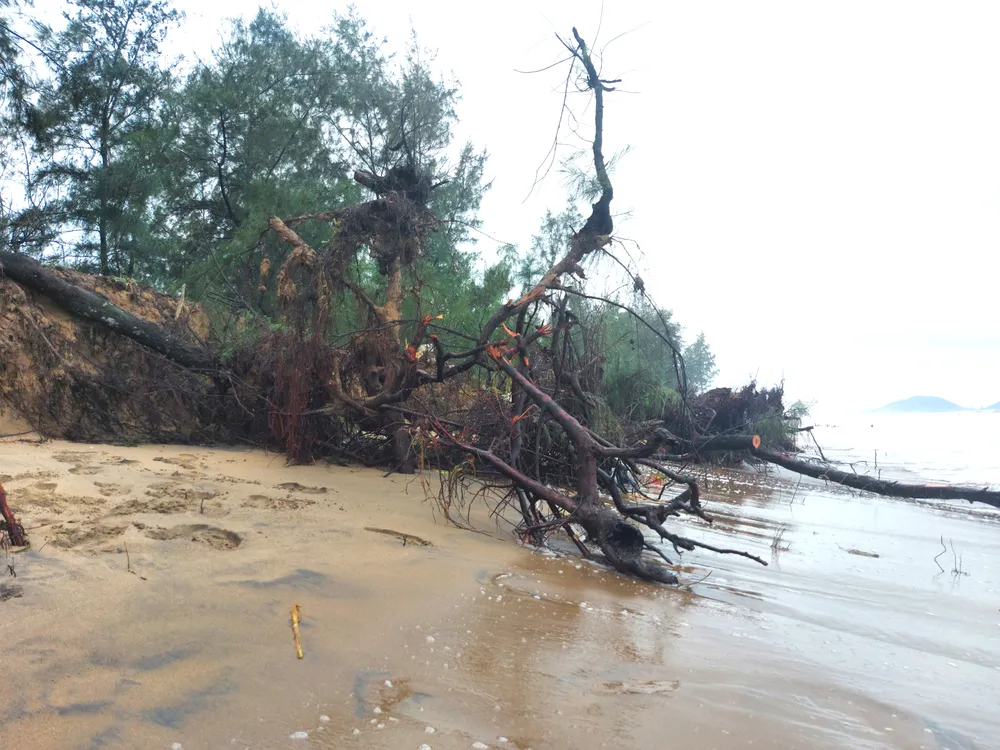 Hà Tĩnh: Hàng loạt cây phi lao phòng hộ chắn sóng ven biển bị cuốn trơ gốc ảnh 7