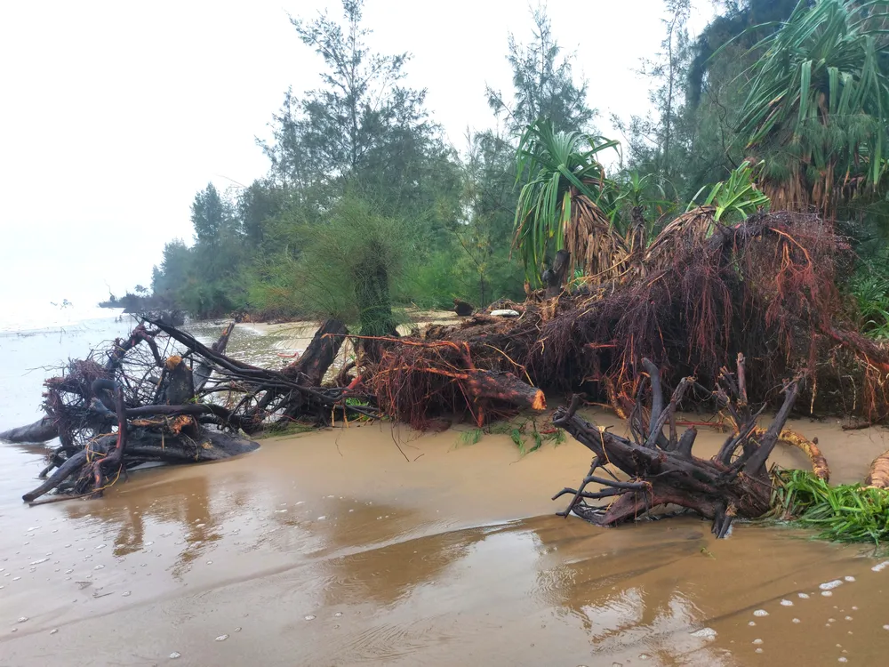Hà Tĩnh: Hàng loạt cây phi lao phòng hộ chắn sóng ven biển bị cuốn trơ gốc ảnh 8