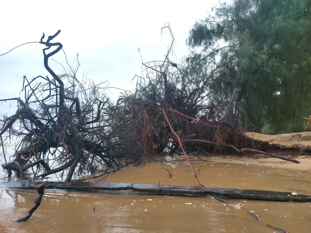 Hà Tĩnh: Hàng loạt cây phi lao phòng hộ chắn sóng ven biển bị cuốn trơ gốc ảnh 10