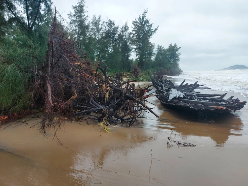 Hà Tĩnh: Hàng loạt cây phi lao phòng hộ chắn sóng ven biển bị cuốn trơ gốc ảnh 4