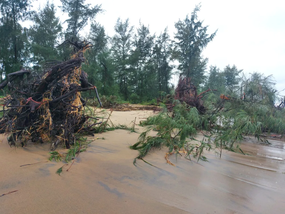 Hà Tĩnh: Hàng loạt cây phi lao phòng hộ chắn sóng ven biển bị cuốn trơ gốc ảnh 13