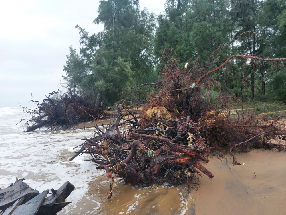 Hà Tĩnh: Hàng loạt cây phi lao phòng hộ chắn sóng ven biển bị cuốn trơ gốc ảnh 3