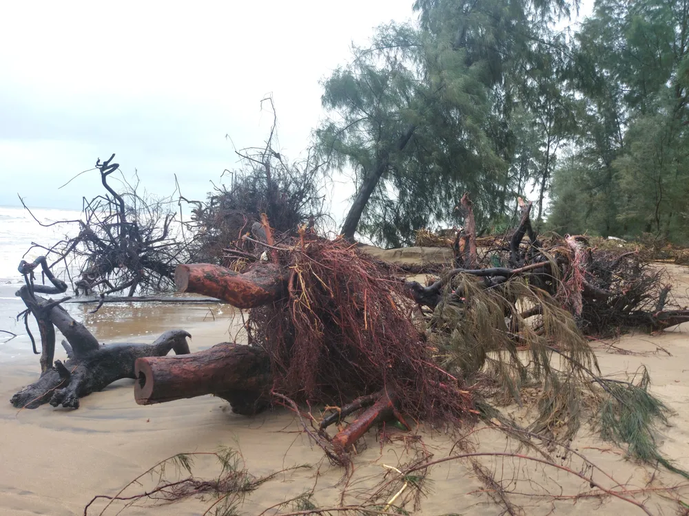 Hà Tĩnh: Hàng loạt cây phi lao phòng hộ chắn sóng ven biển bị cuốn trơ gốc ảnh 2