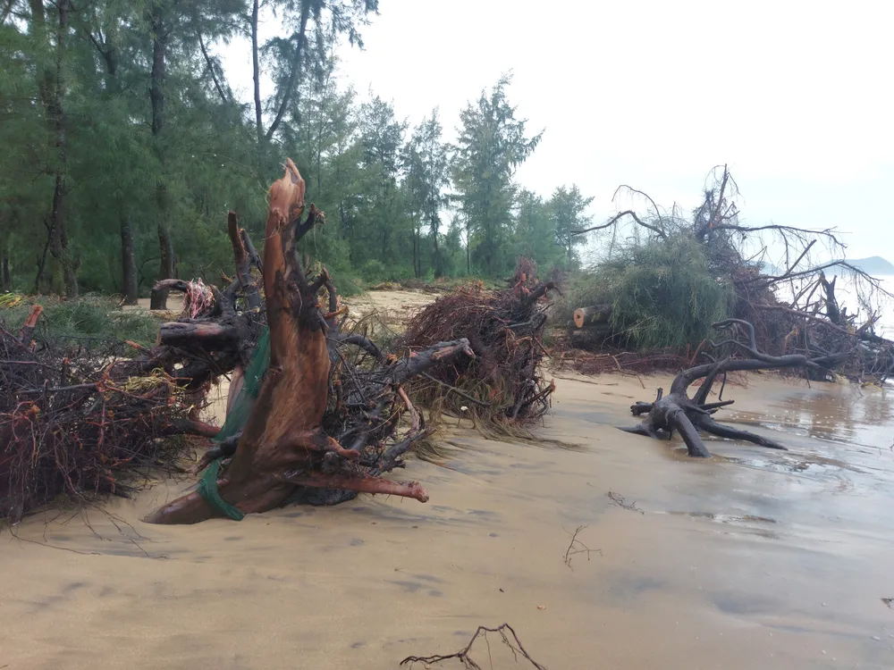 Hà Tĩnh: Hàng loạt cây phi lao phòng hộ chắn sóng ven biển bị cuốn trơ gốc ảnh 11