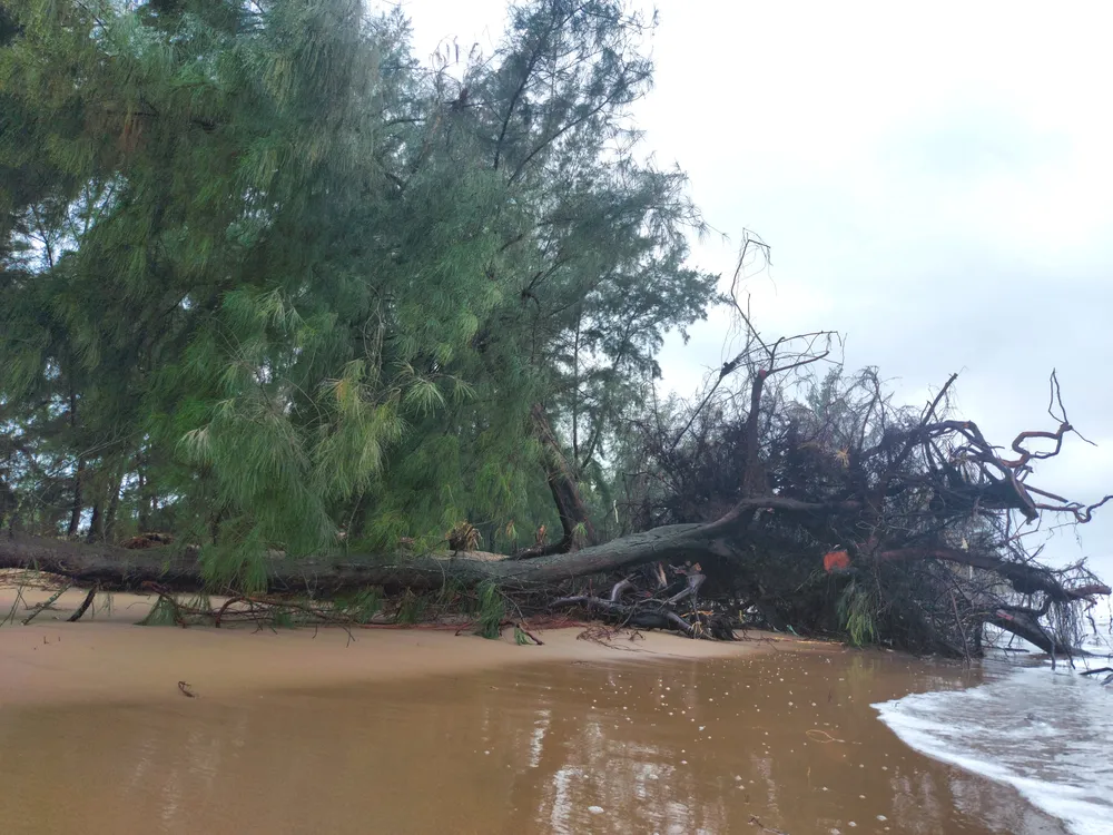 Hà Tĩnh: Hàng loạt cây phi lao phòng hộ chắn sóng ven biển bị cuốn trơ gốc ảnh 6