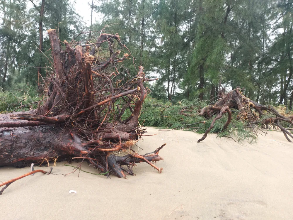 Hà Tĩnh: Hàng loạt cây phi lao phòng hộ chắn sóng ven biển bị cuốn trơ gốc ảnh 14