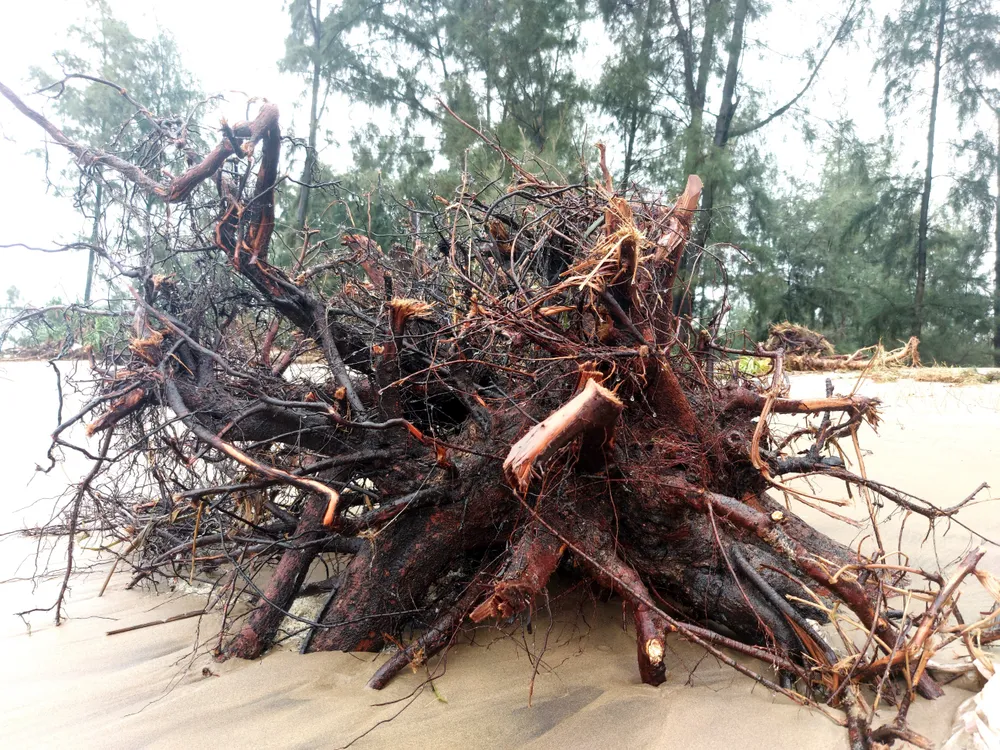 Hà Tĩnh: Hàng loạt cây phi lao phòng hộ chắn sóng ven biển bị cuốn trơ gốc ảnh 38