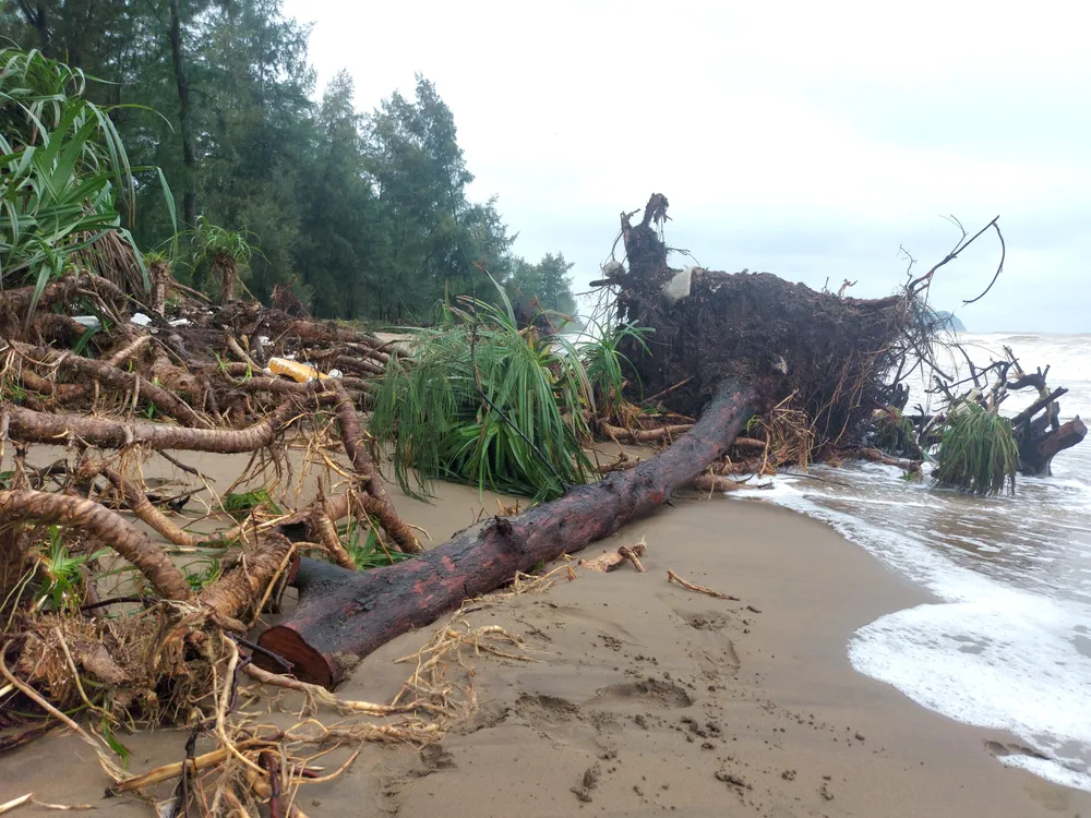 Hà Tĩnh: Hàng loạt cây phi lao phòng hộ chắn sóng ven biển bị cuốn trơ gốc ảnh 16