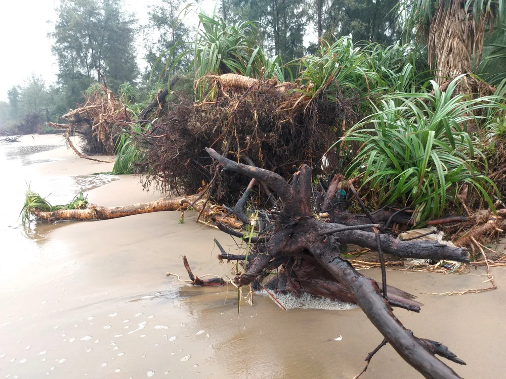 Hà Tĩnh: Hàng loạt cây phi lao phòng hộ chắn sóng ven biển bị cuốn trơ gốc ảnh 41