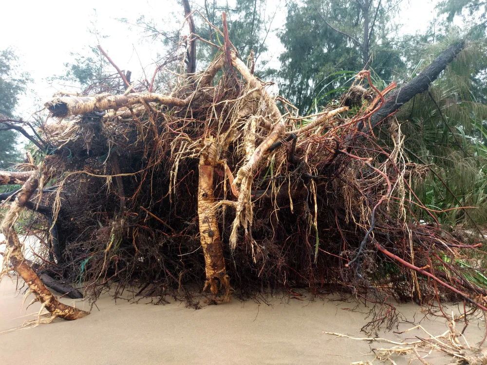 Hà Tĩnh: Hàng loạt cây phi lao phòng hộ chắn sóng ven biển bị cuốn trơ gốc ảnh 17