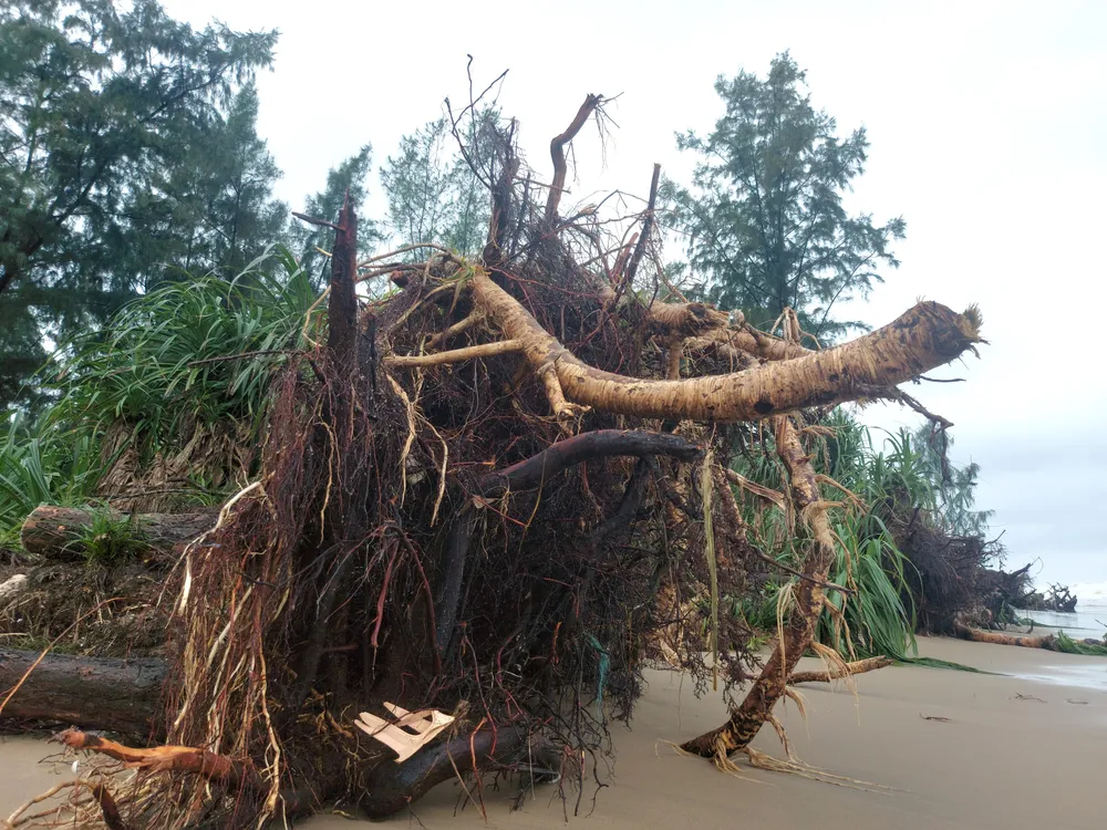 Hà Tĩnh: Hàng loạt cây phi lao phòng hộ chắn sóng ven biển bị cuốn trơ gốc ảnh 1