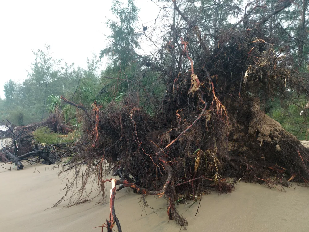 Hà Tĩnh: Hàng loạt cây phi lao phòng hộ chắn sóng ven biển bị cuốn trơ gốc ảnh 18