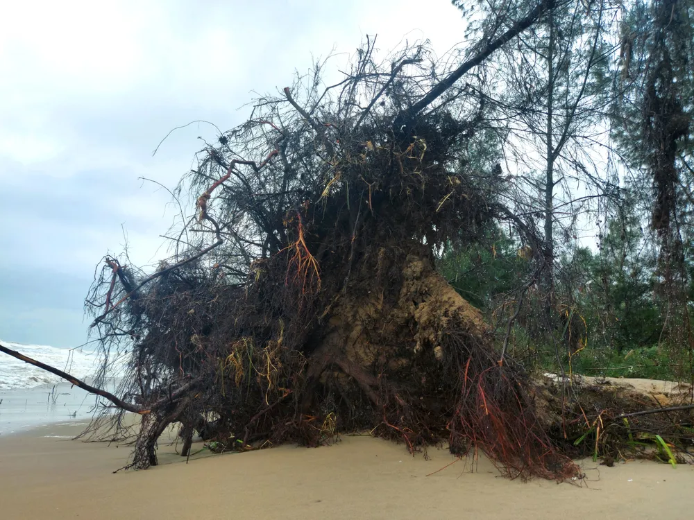 Hà Tĩnh: Hàng loạt cây phi lao phòng hộ chắn sóng ven biển bị cuốn trơ gốc ảnh 20
