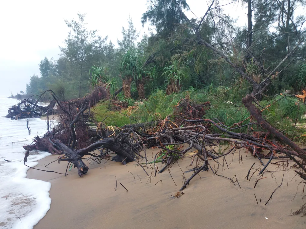 Hà Tĩnh: Hàng loạt cây phi lao phòng hộ chắn sóng ven biển bị cuốn trơ gốc ảnh 19