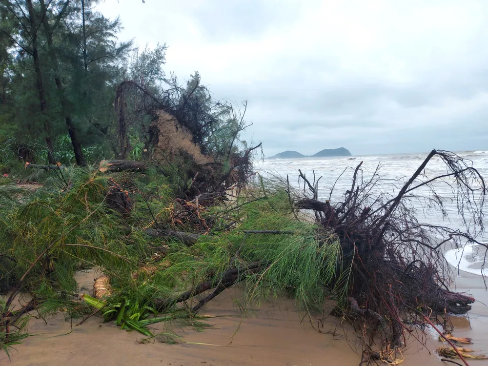 Hà Tĩnh: Hàng loạt cây phi lao phòng hộ chắn sóng ven biển bị cuốn trơ gốc ảnh 21