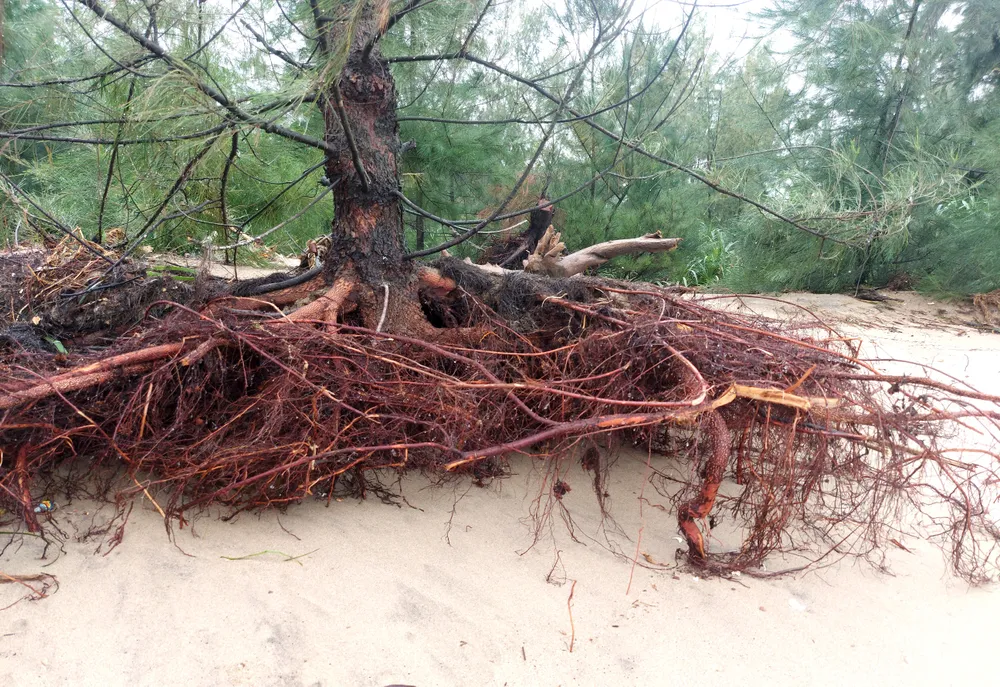 Hà Tĩnh: Hàng loạt cây phi lao phòng hộ chắn sóng ven biển bị cuốn trơ gốc ảnh 5