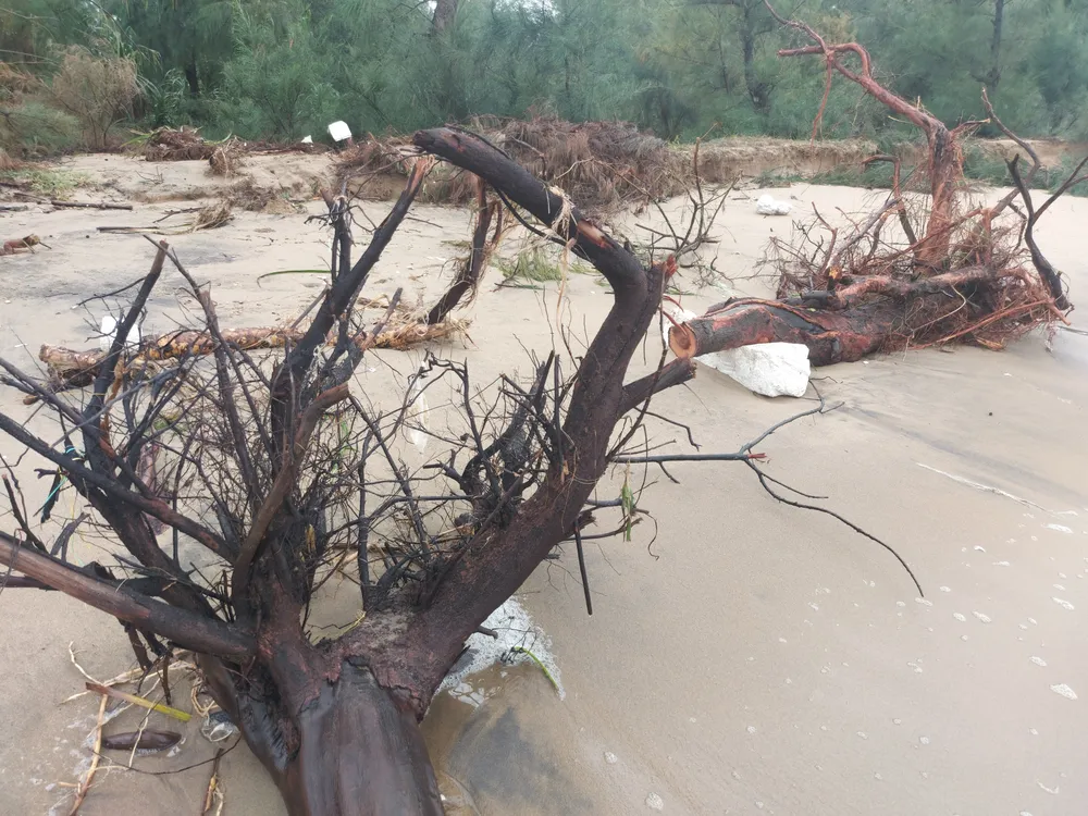 Hà Tĩnh: Hàng loạt cây phi lao phòng hộ chắn sóng ven biển bị cuốn trơ gốc ảnh 37