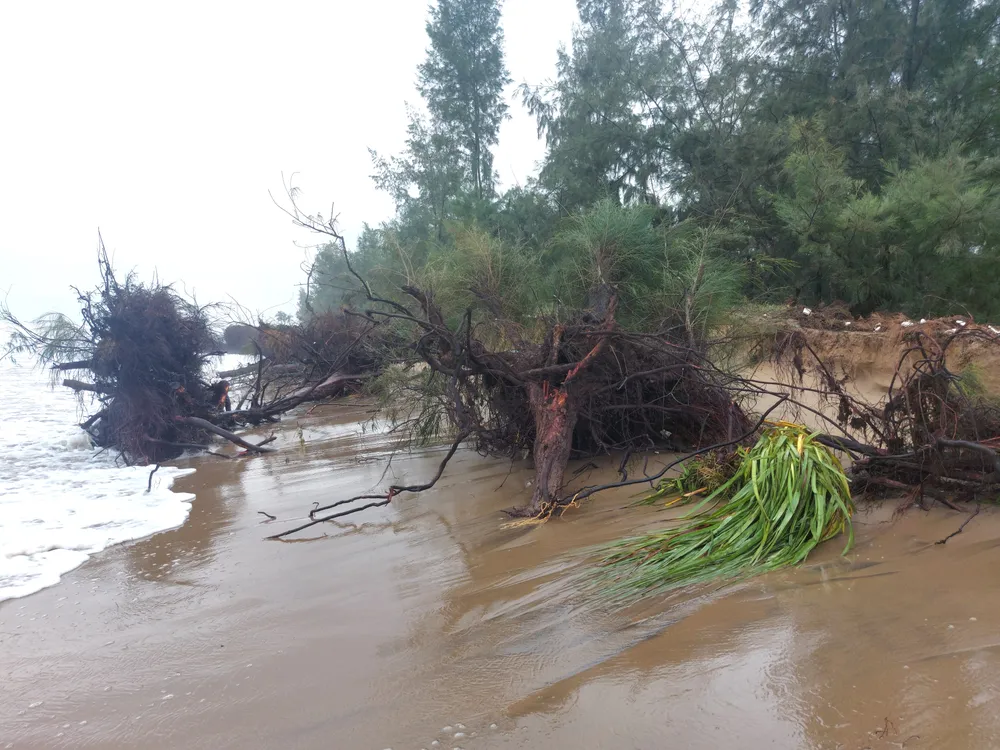 Hà Tĩnh: Hàng loạt cây phi lao phòng hộ chắn sóng ven biển bị cuốn trơ gốc ảnh 24
