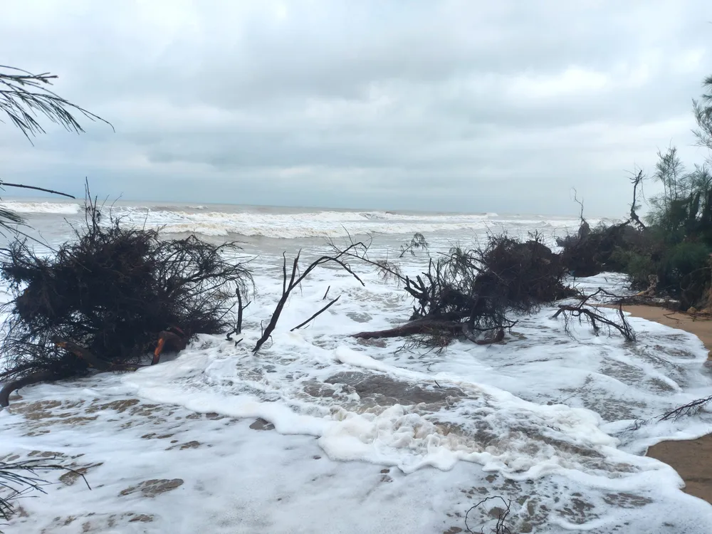 Hà Tĩnh: Hàng loạt cây phi lao phòng hộ chắn sóng ven biển bị cuốn trơ gốc ảnh 23