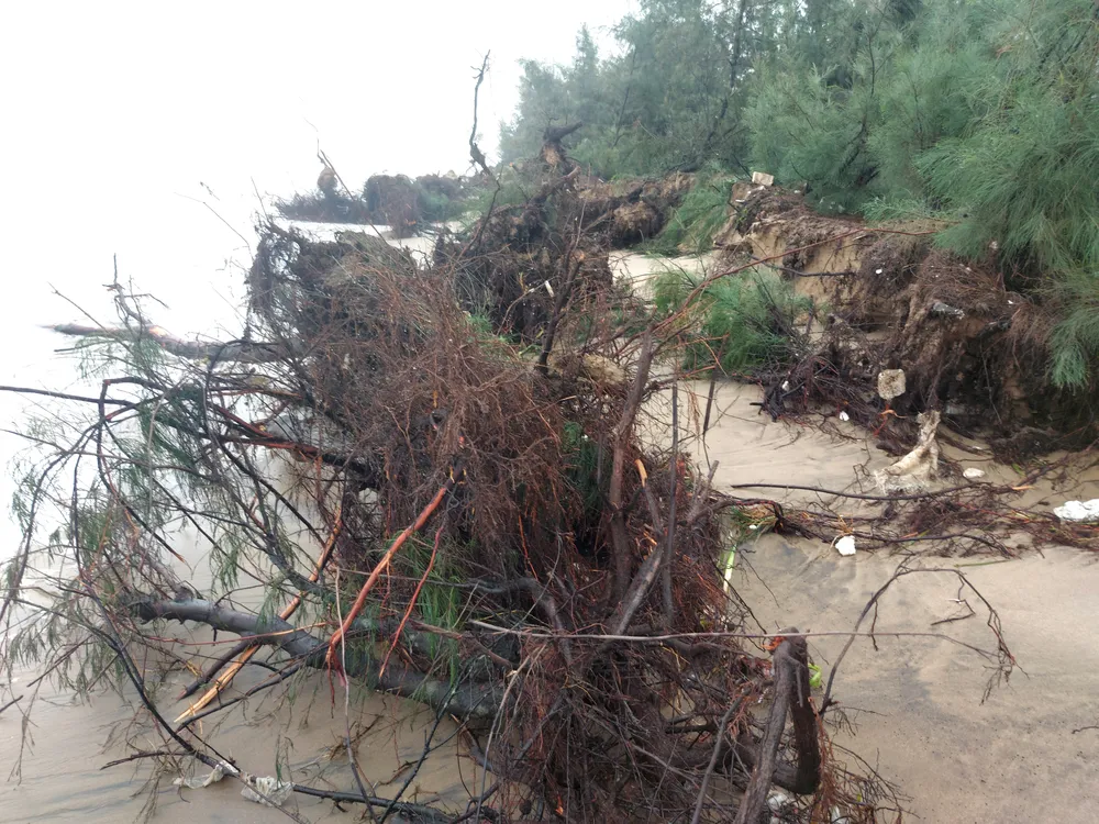 Hà Tĩnh: Hàng loạt cây phi lao phòng hộ chắn sóng ven biển bị cuốn trơ gốc ảnh 40