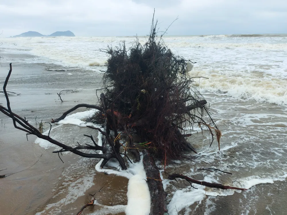 Hà Tĩnh: Hàng loạt cây phi lao phòng hộ chắn sóng ven biển bị cuốn trơ gốc ảnh 29