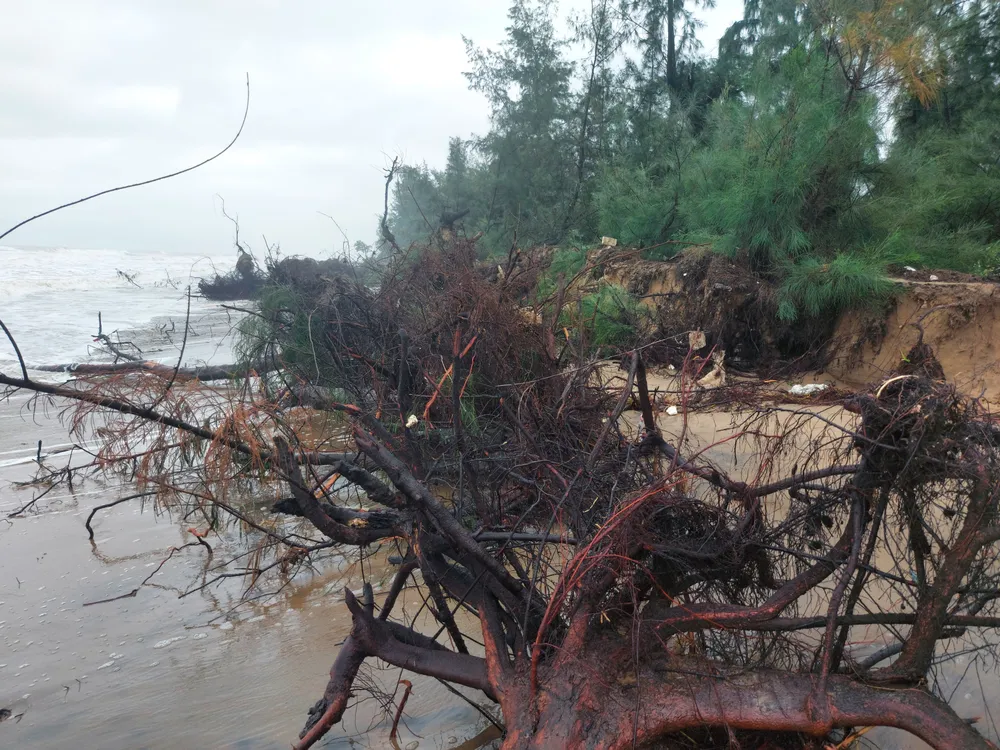 Hà Tĩnh: Hàng loạt cây phi lao phòng hộ chắn sóng ven biển bị cuốn trơ gốc ảnh 31