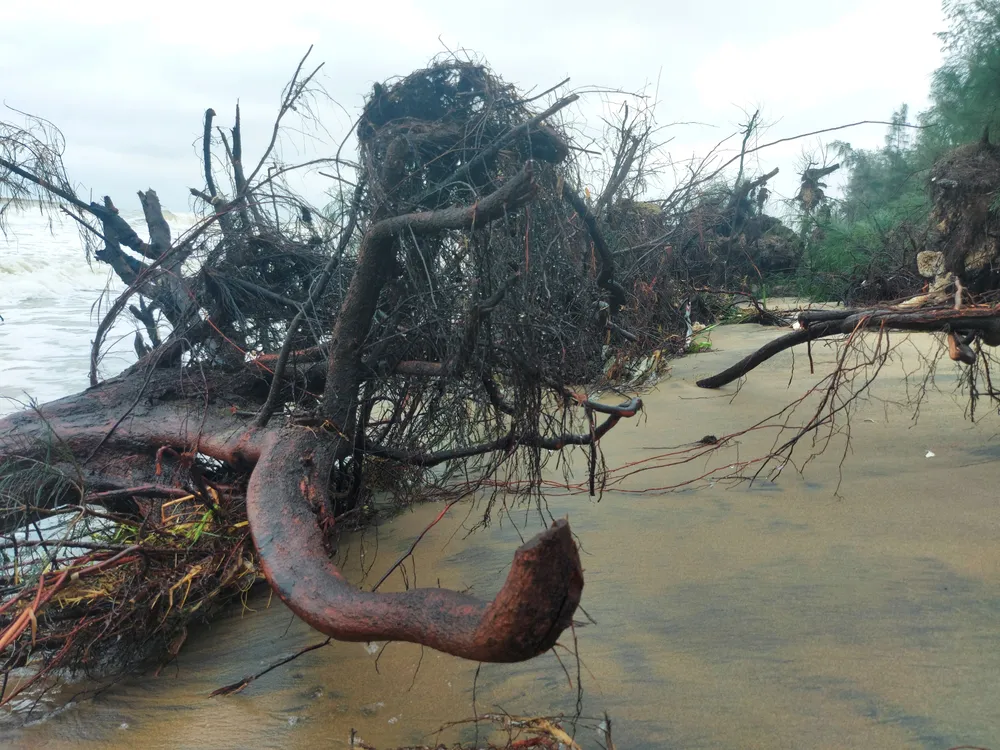 Hà Tĩnh: Hàng loạt cây phi lao phòng hộ chắn sóng ven biển bị cuốn trơ gốc ảnh 25