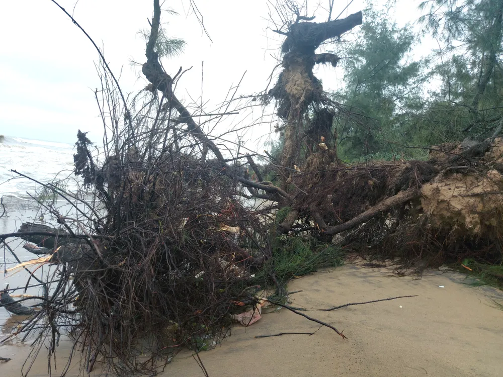 Hà Tĩnh: Hàng loạt cây phi lao phòng hộ chắn sóng ven biển bị cuốn trơ gốc ảnh 36