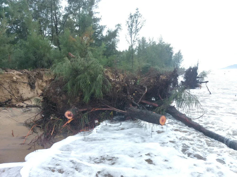 Hà Tĩnh: Hàng loạt cây phi lao phòng hộ chắn sóng ven biển bị cuốn trơ gốc ảnh 26