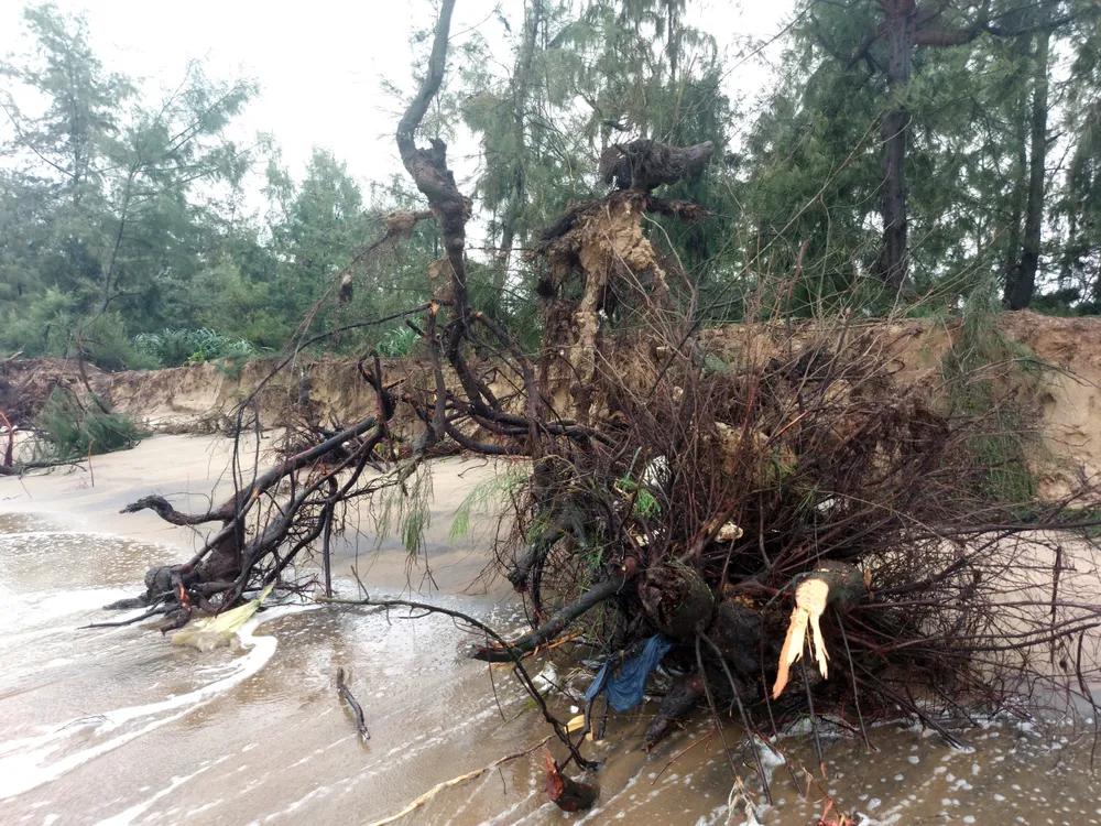 Hà Tĩnh: Hàng loạt cây phi lao phòng hộ chắn sóng ven biển bị cuốn trơ gốc ảnh 27
