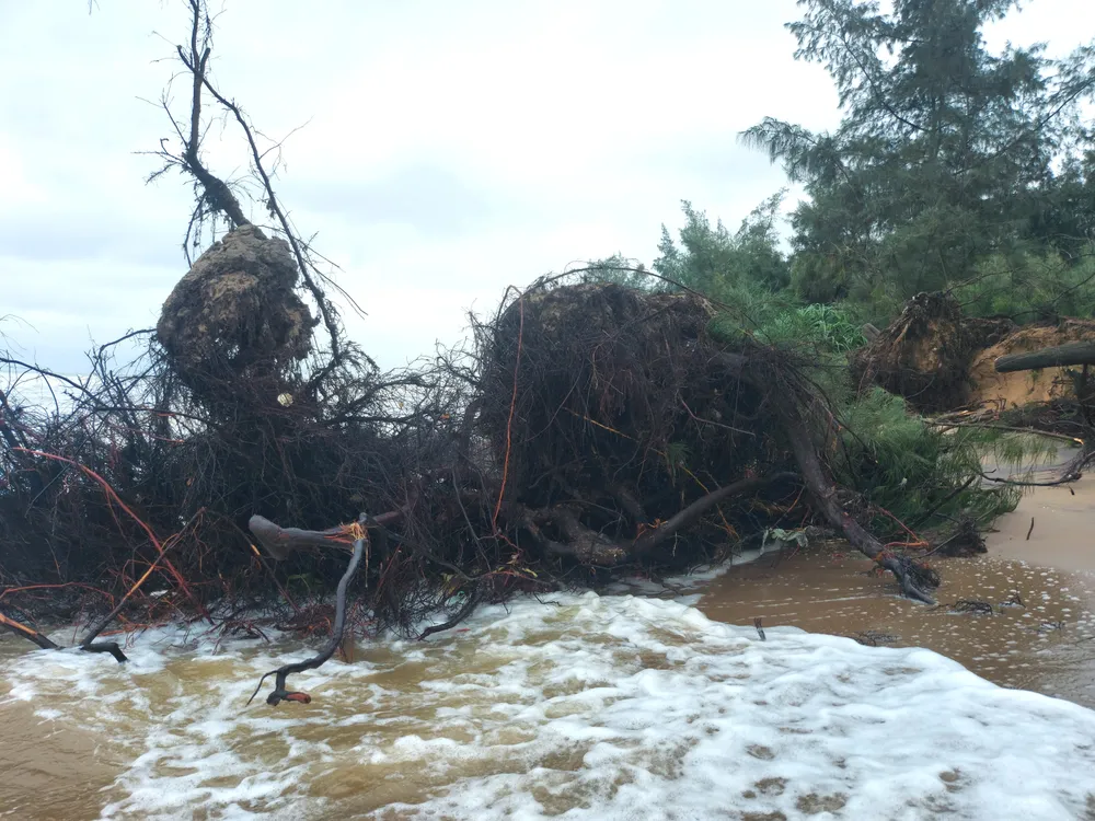 Hà Tĩnh: Hàng loạt cây phi lao phòng hộ chắn sóng ven biển bị cuốn trơ gốc ảnh 28