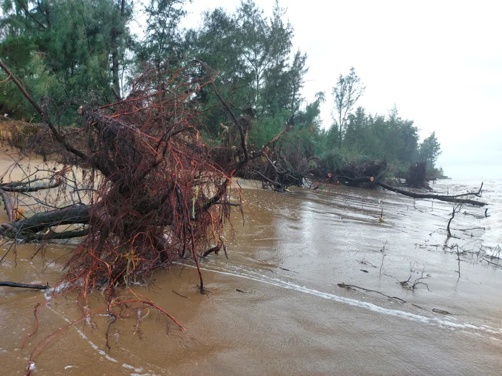 Hà Tĩnh: Hàng loạt cây phi lao phòng hộ chắn sóng ven biển bị cuốn trơ gốc ảnh 30