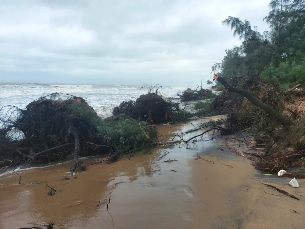 Hà Tĩnh: Hàng loạt cây phi lao phòng hộ chắn sóng ven biển bị cuốn trơ gốc ảnh 32