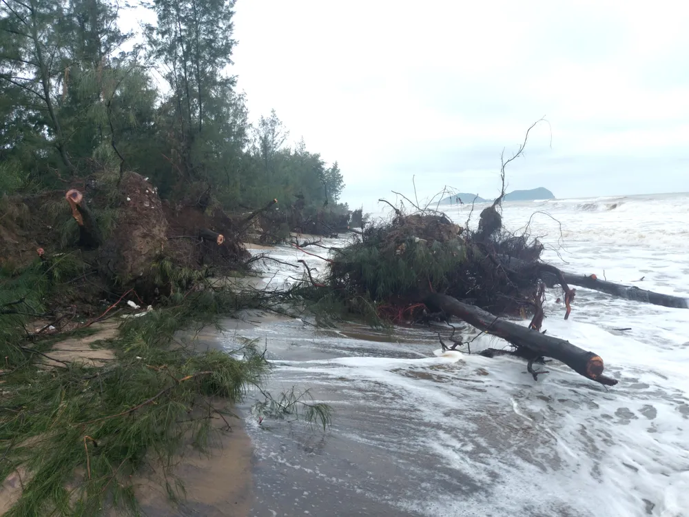 Hà Tĩnh: Hàng loạt cây phi lao phòng hộ chắn sóng ven biển bị cuốn trơ gốc ảnh 39