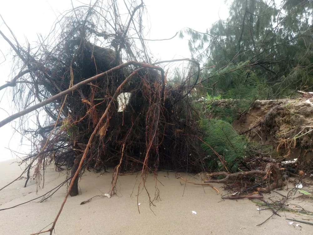 Hà Tĩnh: Hàng loạt cây phi lao phòng hộ chắn sóng ven biển bị cuốn trơ gốc ảnh 35