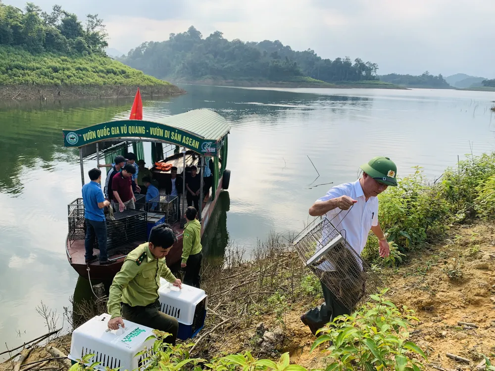 Tái thả 13 cá thể động vật hoang dã về môi trường tự nhiên ảnh 2