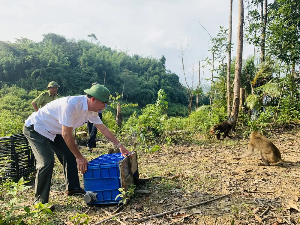 Tái thả 13 cá thể động vật hoang dã về môi trường tự nhiên ảnh 3