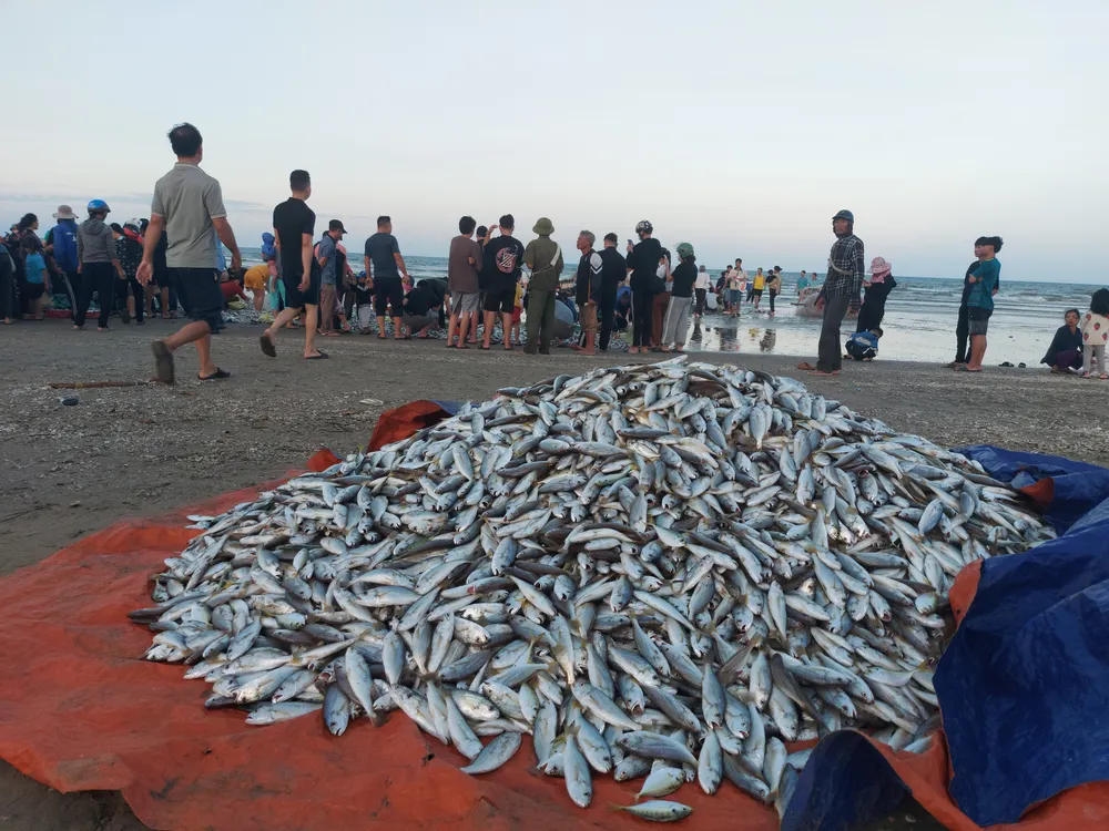 Ngư dân Hà Tĩnh trúng mẻ cá đù hơn 4 tấn ảnh 4