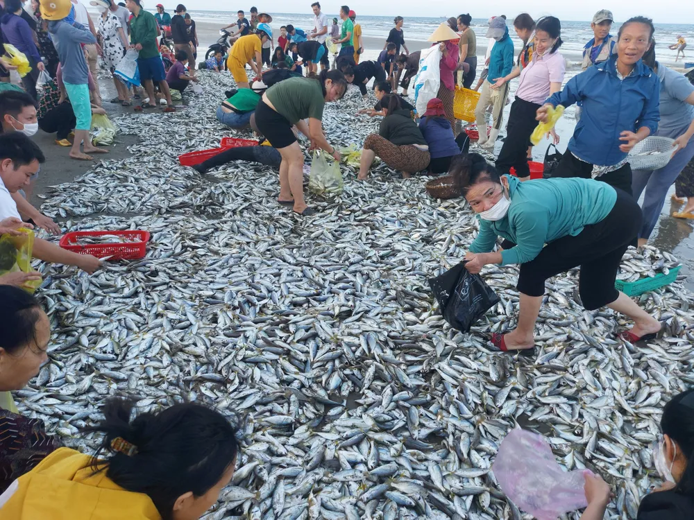 Ngư dân Hà Tĩnh trúng mẻ cá đù hơn 4 tấn ảnh 3