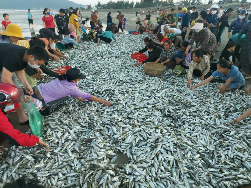 Ngư dân Hà Tĩnh trúng mẻ cá đù hơn 4 tấn ảnh 2