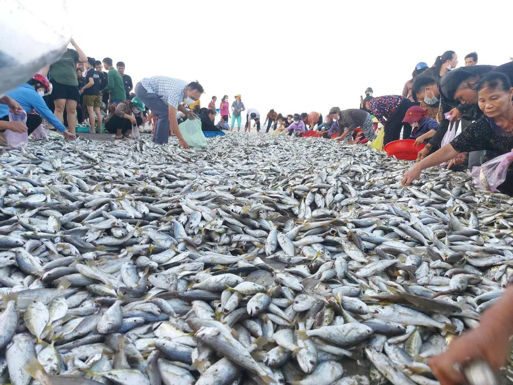 Ngư dân Hà Tĩnh trúng mẻ cá đù hơn 4 tấn ảnh 1