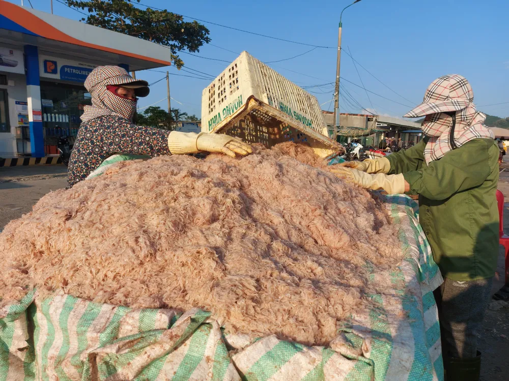 Ngư dân Hà Tĩnh trúng “lộc biển” những ngày đầu vụ cá Bắc ảnh 10