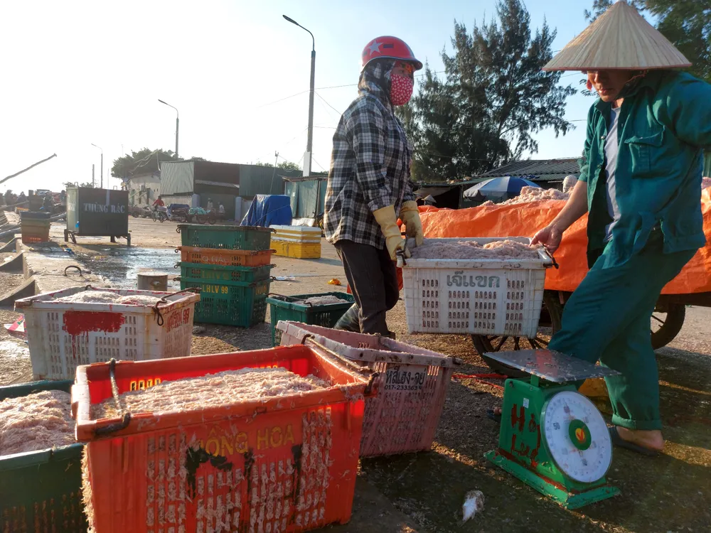 Ngư dân Hà Tĩnh trúng “lộc biển” những ngày đầu vụ cá Bắc ảnh 4