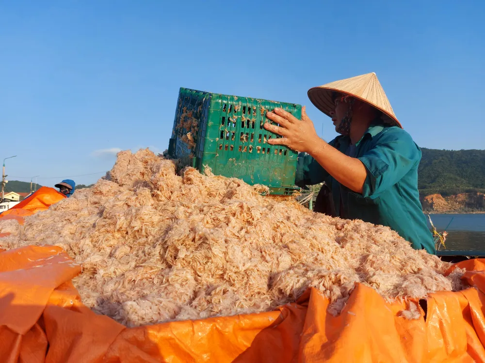 Ngư dân Hà Tĩnh trúng “lộc biển” những ngày đầu vụ cá Bắc ảnh 6
