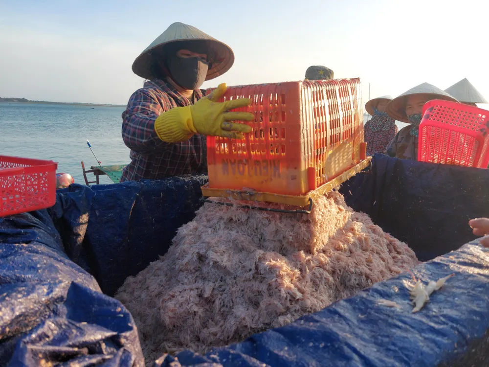 Ngư dân Hà Tĩnh trúng “lộc biển” những ngày đầu vụ cá Bắc ảnh 7