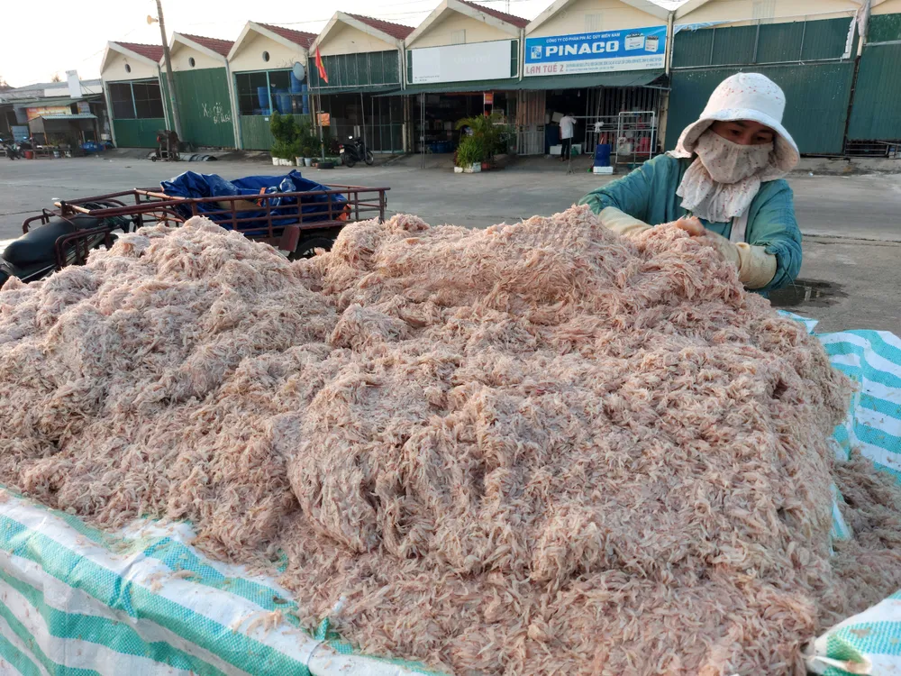 Ngư dân Hà Tĩnh trúng “lộc biển” những ngày đầu vụ cá Bắc ảnh 8