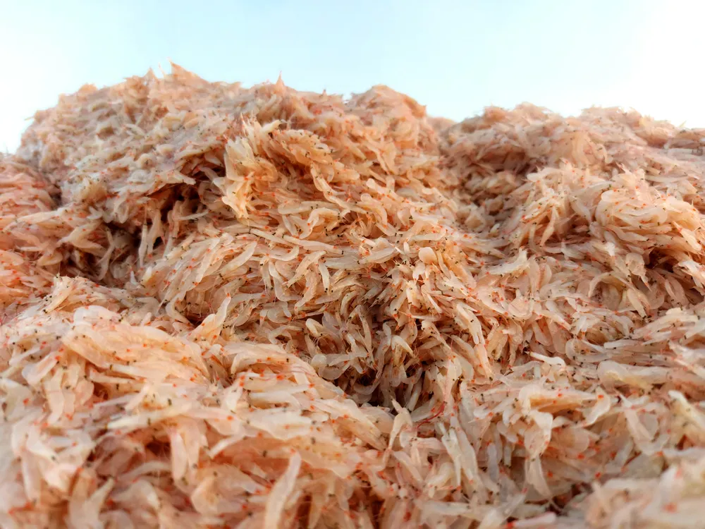 Ngư dân Hà Tĩnh trúng “lộc biển” những ngày đầu vụ cá Bắc ảnh 9