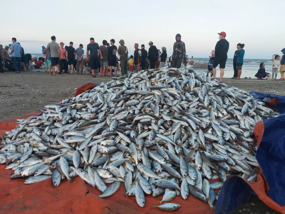 Ngư dân Hà Tĩnh trúng “lộc biển” những ngày đầu vụ cá Bắc ảnh 12