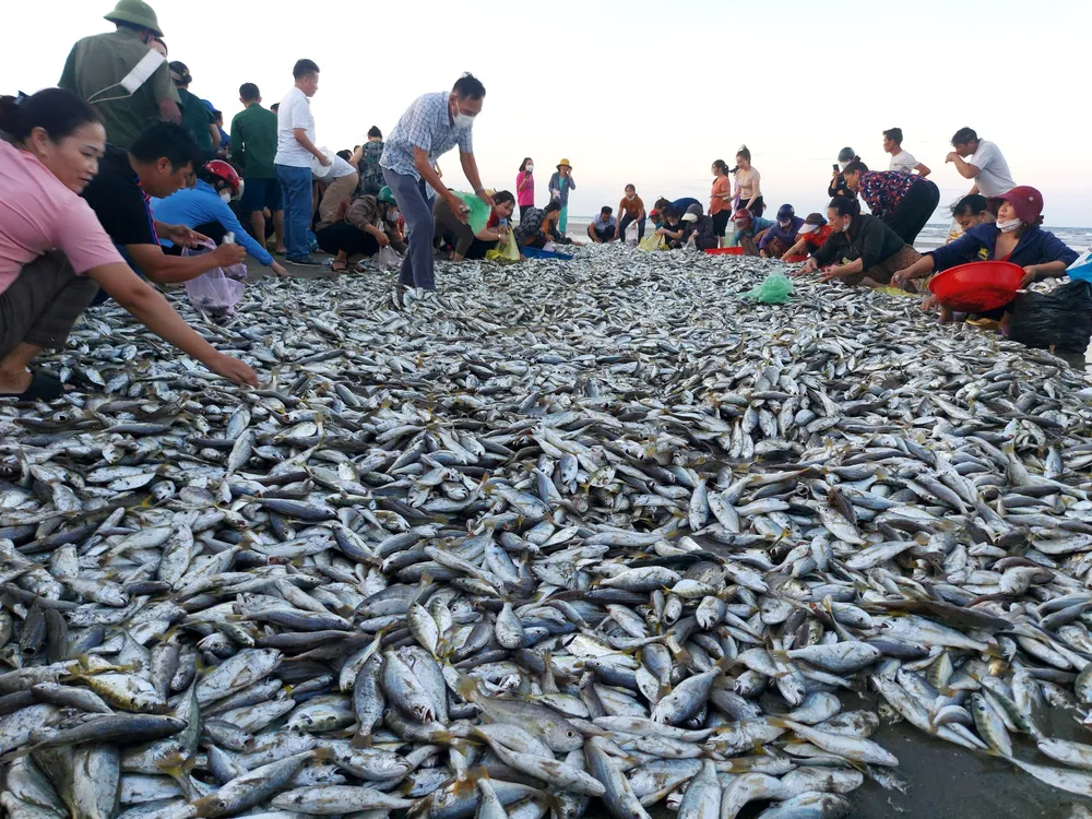 Ngư dân Hà Tĩnh trúng “lộc biển” những ngày đầu vụ cá Bắc ảnh 11