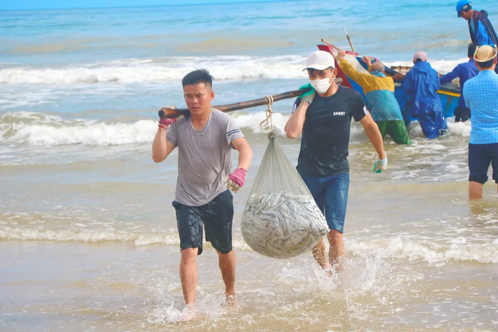 Ngư dân Hà Tĩnh trúng “lộc biển” những ngày đầu vụ cá Bắc ảnh 16